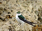 violet-green swallow