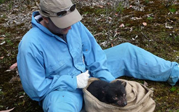 Scientist Andrew Storfer checks a Tasmanian devil for signs of devil tumor facial disease.
