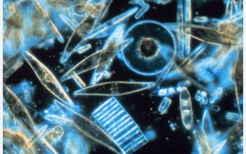 Diatoms through the microscope.
