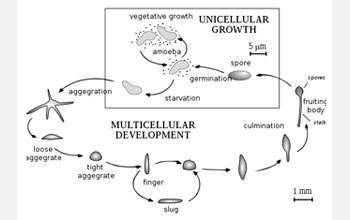 Illustration of Dicty's basic life cycle.