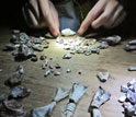 Fossilized remains on display on a table