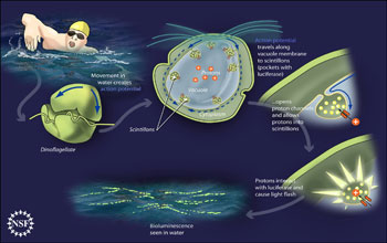 Illustration showing how a flash of light is emitted when a dinoflagellate is mechanically agitated