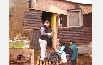 Photo showing trapping of rodents that are used to understand leptospirosis transmission.