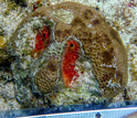 Photo of coral suffering from Dark Spot Syndrome