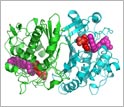 Cartoon diagram of a TS enzyme.