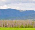 Photo of forest on the western slope of Rocky Mountain National Park.