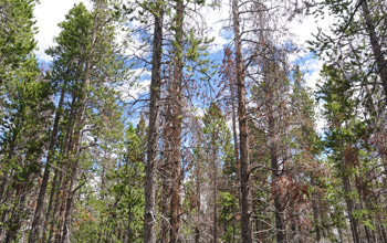 Photo of dead mature lodgepole pines as a result of the beetle epidemic.
