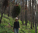 Photo of scientist Teresa Chapman in the forest affected by the beetle outbreak.