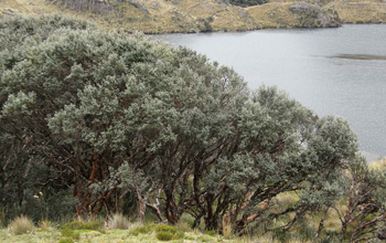 Photo of a woodland near Lake Titicaca.