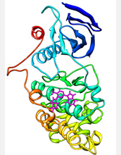 Computer prediction of a novel inhibitor binding to the JNK substrate docking site on a protein.