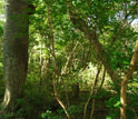 Photo of a Brazilian tropical dry forest during the rainy season.