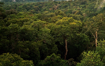 Study shows that dry air drives overlooked changes in how plants use water - National Science Foundation