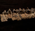 Photo showing teeth and jawbone of Sifrhippus.