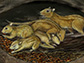 an artistic reconstruction of a social group of Filikomys primaevus