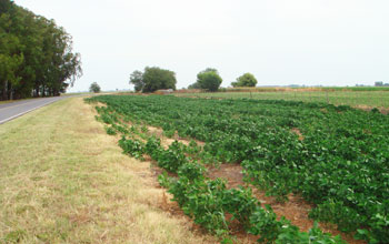 Photo of rows of plants in an agricultural field.