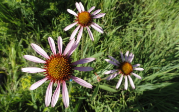 Echinacea angustifolia flowers