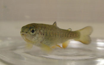 Photo of a juvenile Pacific salmon.