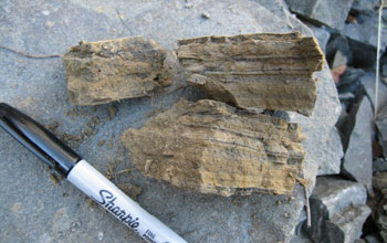 Photo of three rock samples of fine silt and mud that were collected upstream.