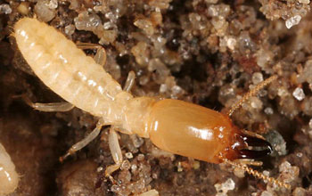 Photo of the eastern subterranean termite.