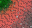 a simulation of bacterial micro-colony growth and cell-cell communication.