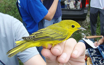 EID scientists are studying West Nile virus transmission in songbirds.