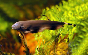 electric ghost knifefish from South America