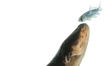 The nuanced weapons of electric eels | NSF - National Science Foundation