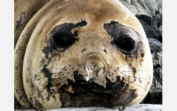 A molting elephant seal in Antarctica