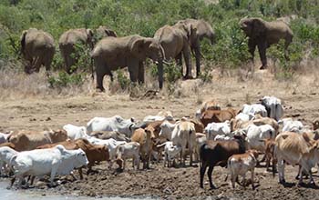 elephants and cattle in Africa