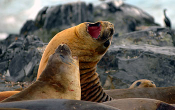 Southern elephant seals