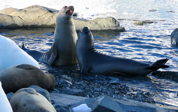 Southern elephant seals