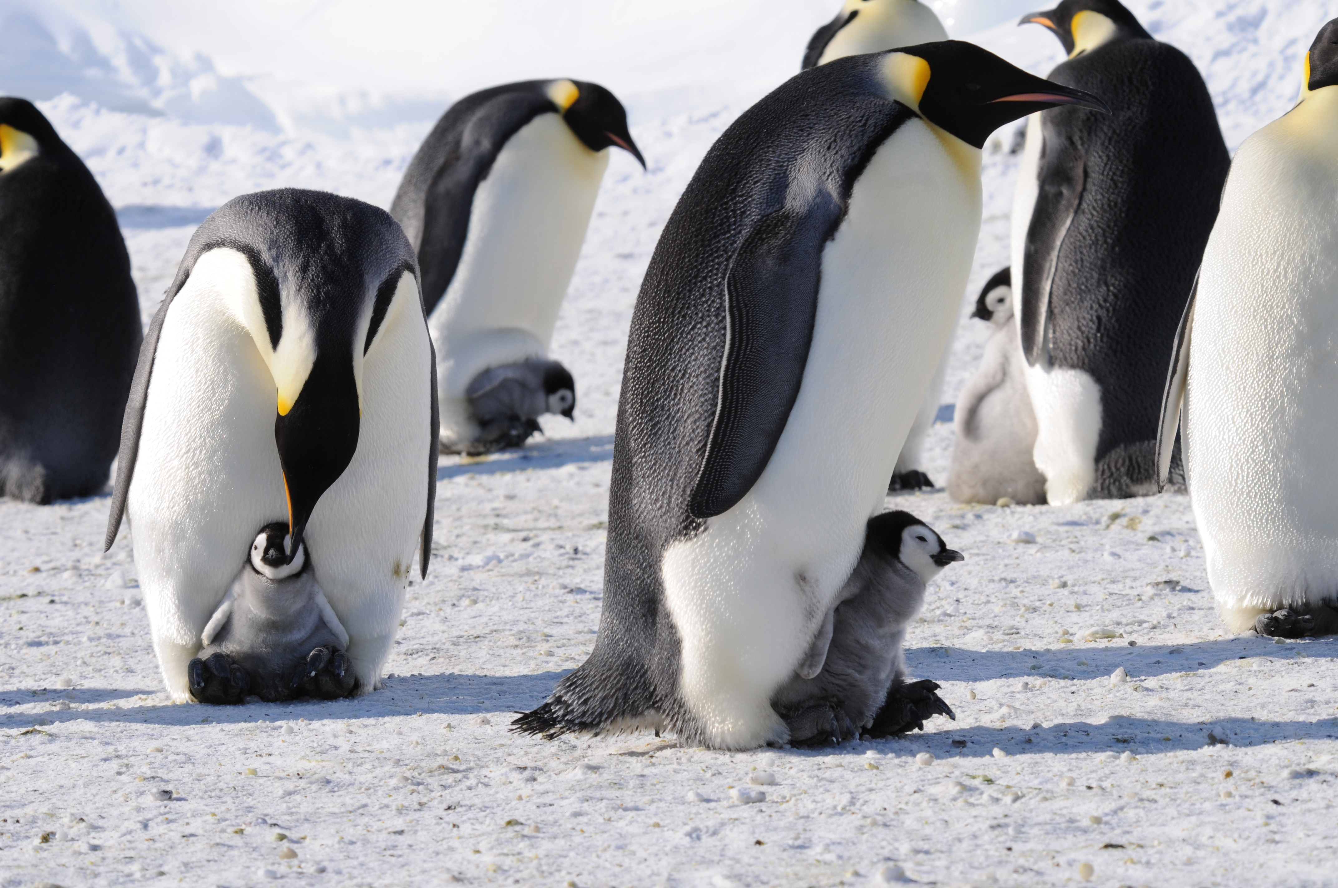 Где живет императорский пингвин. Императорский Пингвин в Антарктиде. Императорский Пингвин высиживает яйцо. Пингвин Aptenodytes Demersa. Антарктический Императорский Пингвин.