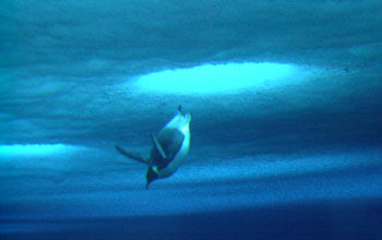 An emperor penguin dives through a hole in the sea ice into the water below McMurdo Sound