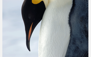 An emperor penguin ponders his icy world