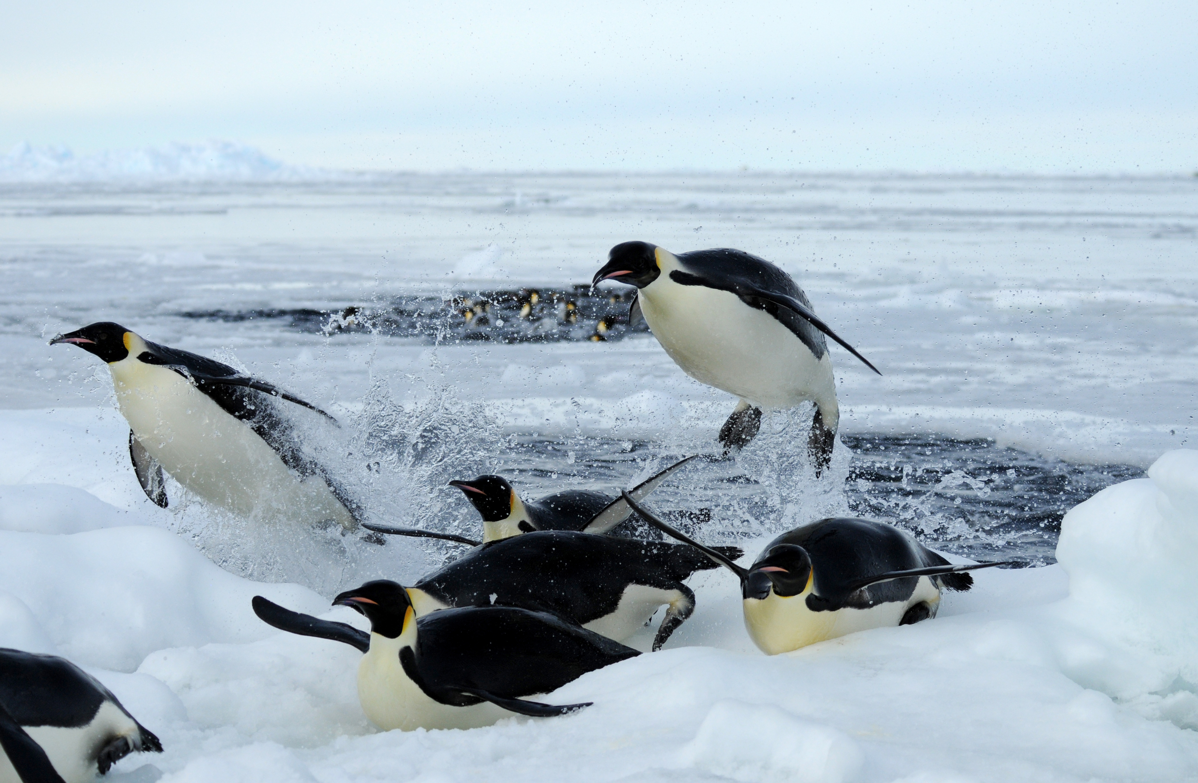 Где есть пингвины. Императорский Пингвин в Антарктиде. Ареал обитания императорских пингвинов. Императорский Пингвин ареал. Императорский Пингвин среда обитания.