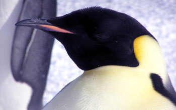 Emperor penguin