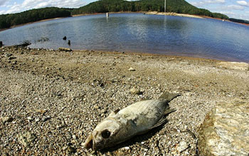 a dead fish lying on a receded lake shore.