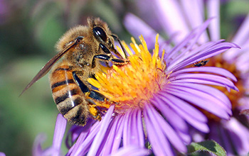 a European honey bee