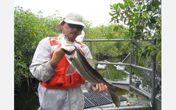 Photo of biologist Bill Loftus holding a snook, a highly-prized game fish of the mangrove forest.