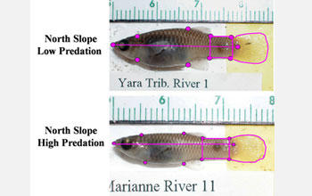 Photos of guppies from two artificial streams in Trinidad that affected the ecosystem differently.