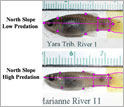 Photos of guppies from two artificial streams in Trinidad that affected the ecosystem differently.