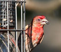 Male house finche with eye disease showing swollen, weepy eyes.