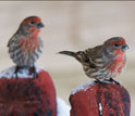 Two male house finches on snow-dusted perches in Montana; these birds are healthy.