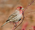 A male house finch perches on a bramble.