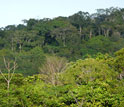 Photo of the edge of a forest fragment.