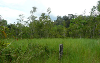 Photo of an abandoned pasture.