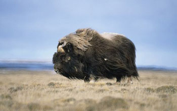 a side profile view of an ice-age musk ox