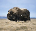 an ice-age musk ox.