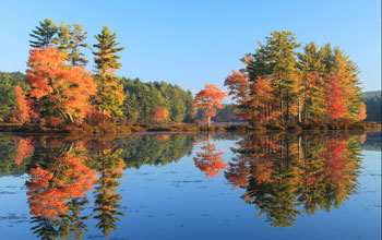 Photo of trees in their bright fall colors on the shoreline of Harvard Pond.