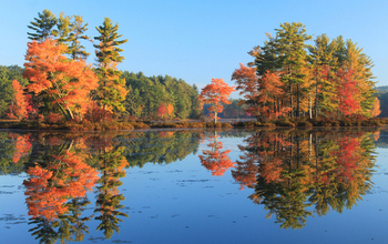 trees reflecting in the water